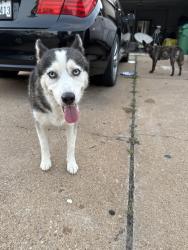 Found/Stray Unknown Dog last seen Husky and another dog, Houston, TX 77015