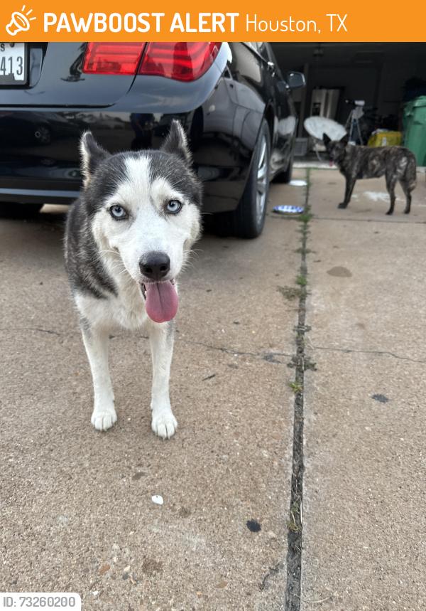 Found/Stray Unknown Dog last seen Husky and another dog, Houston, TX 77015
