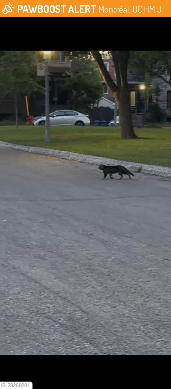 Found/Stray Male Cat last seen gratton&Pi beaudet, Montréal, QC H4M 1J4