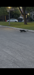 Found/Stray Male Cat last seen gratton&Pi beaudet, Montréal, QC H4M 1J4