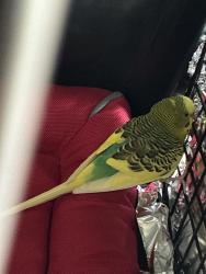 Found/Stray Unknown Bird last seen Camas, Washougal, WA 98607