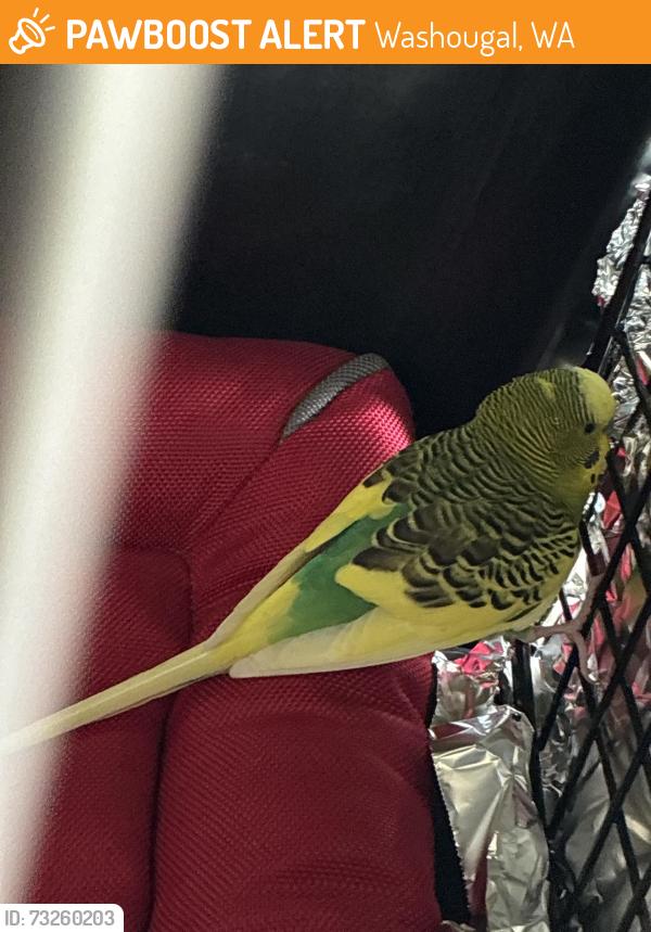 Found/Stray Unknown Bird last seen Camas, Washougal, WA 98607