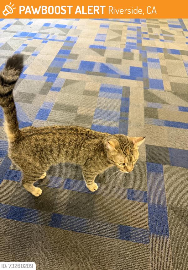 Found/Stray Unknown Cat last seen David st and Ronald street, Riverside, CA 92506