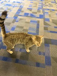 Found/Stray Unknown Cat last seen David st and Ronald street, Riverside, CA 92506