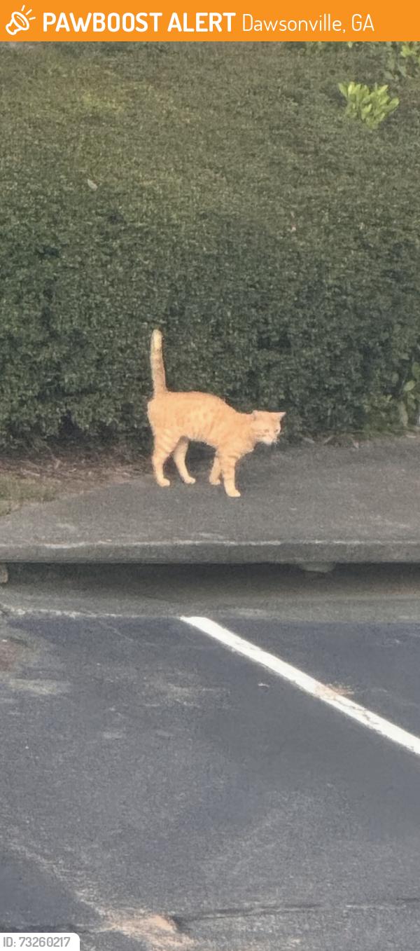 Found/Stray Unknown Cat last seen dawson forest rd, Dawsonville, GA 30534