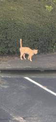 Found/Stray Unknown Cat last seen dawson forest rd, Dawsonville, GA 30534