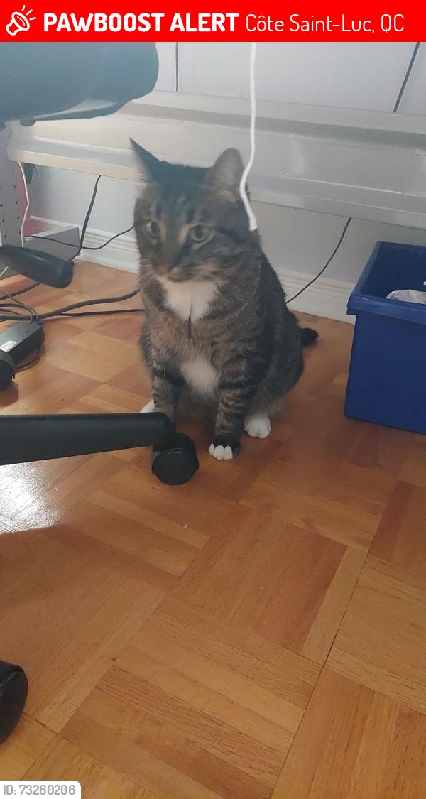 Lost Male Cat last seen Avenue Wildwood in Côte Saint-Luc, Côte Saint-Luc, QC 