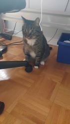 Lost Male Cat last seen Avenue Wildwood in Côte Saint-Luc, Côte Saint-Luc, QC 