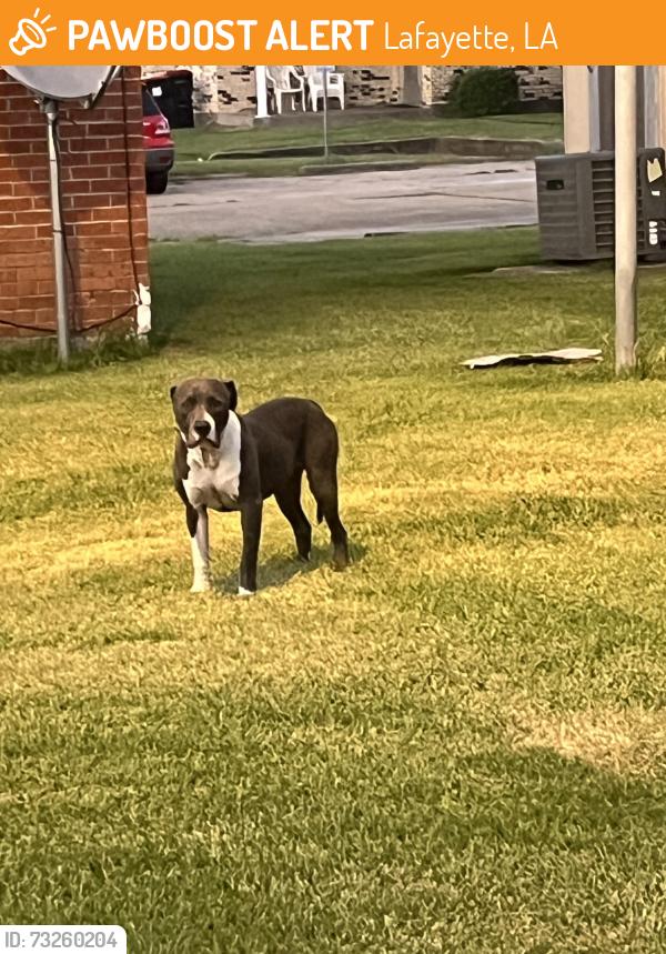 Found/Stray Female Dog last seen Camel drive and Zim circle, Lafayette, LA 70501