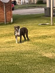 Found/Stray Female Dog last seen Camel drive and Zim circle, Lafayette, LA 70501