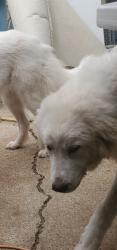 Reunited Male Dog last seen LaVaga An Lasiter, Bellmead, TX 76705
