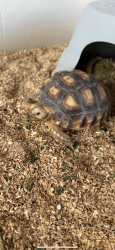 Lost Female Reptile last seen G St and North Greenwood, Ontario, CA 91764