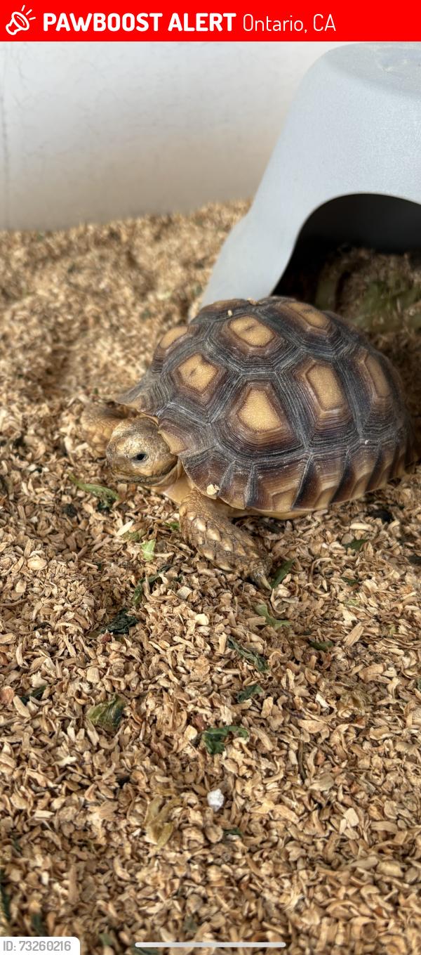 Lost Female Reptile last seen G St and North Greenwood, Ontario, CA 91764
