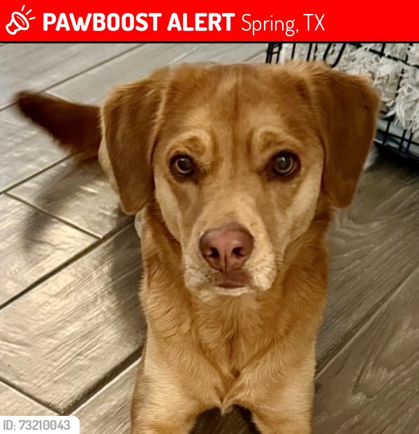 Lost Female Dog last seen Smooth Rock Falls Dr and Five Forks Rd, Spring, TX 77379