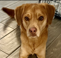 Lost Female Dog last seen Smooth Rock Falls Dr and Five Forks Rd, Spring, TX 77379