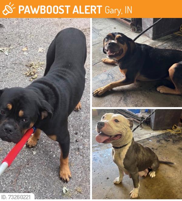 Found/Stray Unknown Dog last seen Gary Animal Control, Gary, IN 46402