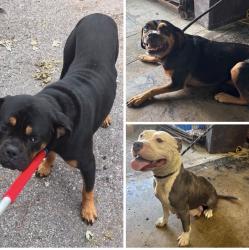 Found/Stray Unknown Dog last seen Gary Animal Control, Gary, IN 46402