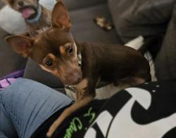 Found/Stray Male Dog last seen Bluff and cane bay, Perris, CA 92571