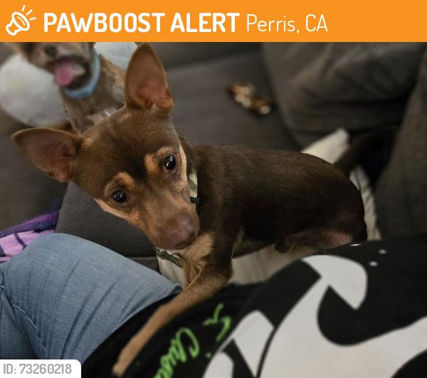 Found/Stray Male Dog last seen Bluff and cane bay, Perris, CA 92571