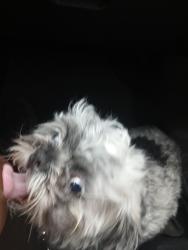 Found/Stray Female Dog last seen 93rd land and lower buckeye, Tolleson, AZ 85353