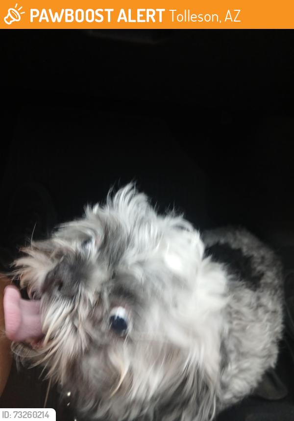 Found/Stray Female Dog last seen 93rd land and lower buckeye, Tolleson, AZ 85353