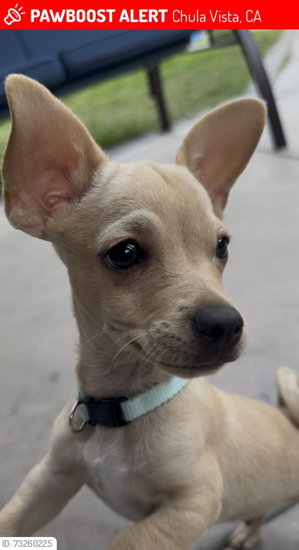 Lost Male Dog last seen carla avenue and penelope avenue, Chula Vista, CA 91910