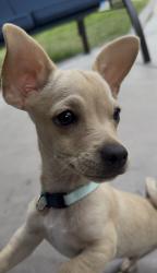 Lost Male Dog last seen carla avenue and penelope avenue, Chula Vista, CA 91910
