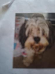 Reunited Male Dog last seen Kenneth and Balein and Dixie, Pontiac, MI 48340