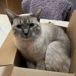 Reunited Male Cat last seen Near (Creek Rd), Glenmoore, PA 19343