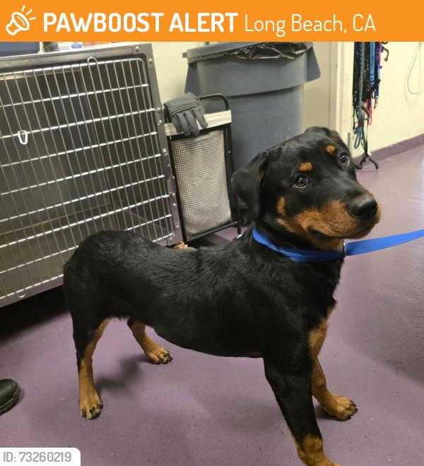 Found/Stray Female Dog last seen Near E 67th Way, Long Beach, CA 90805, Long Beach, CA 90805