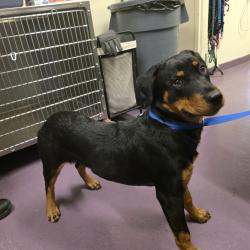 Found/Stray Female Dog last seen Near E 67th Way, Long Beach, CA 90805, Long Beach, CA 90805