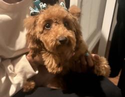 Reunited Female Dog last seen Near Gainesville St Se, Washington, DC 20020