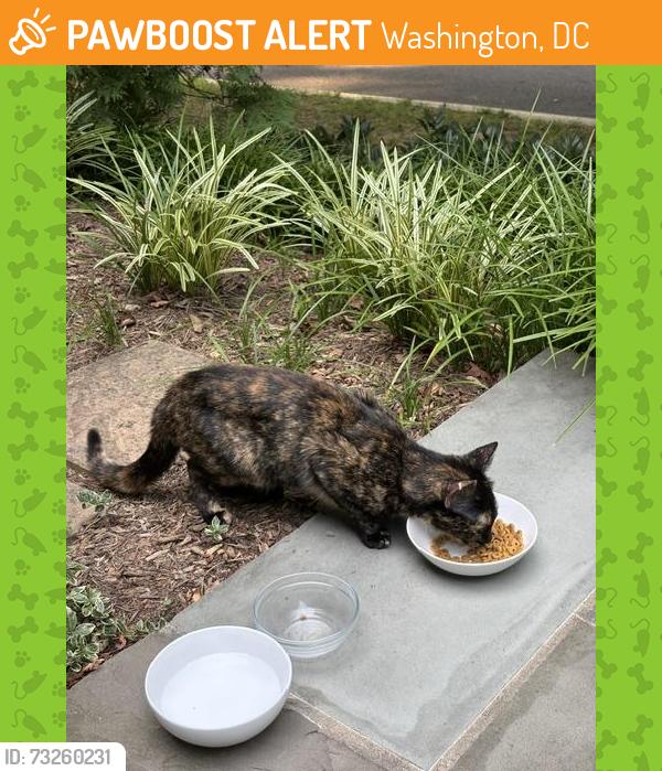 Found/Stray Female Cat last seen Broad Branch Ter NW & Linnean Ter NW, Washington, DC 20008