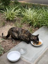 Found/Stray Female Cat last seen Broad Branch Ter NW & Linnean Ter NW, Washington, DC 20008