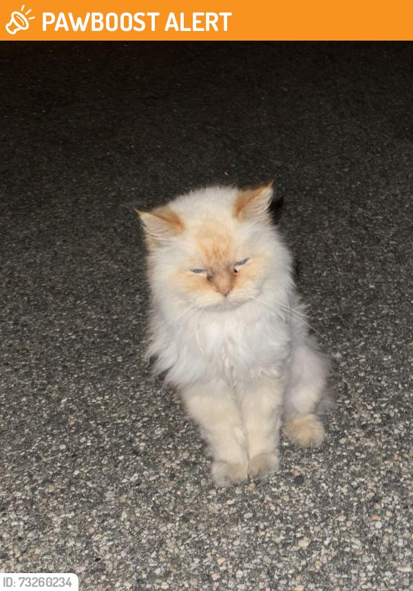 Found/Stray Unknown Cat last seen Weymouth ave and seaside st, Old Orchard Beach, ME 04064