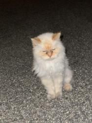 Found/Stray Unknown Cat last seen Weymouth ave and seaside st, Old Orchard Beach, ME 04064