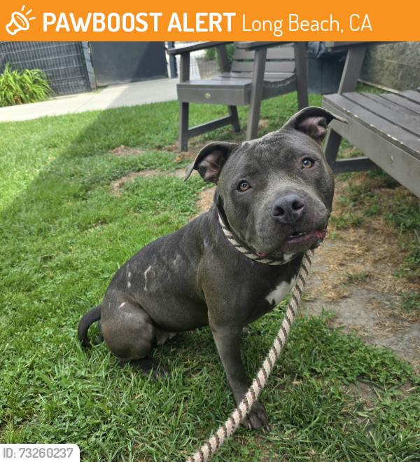 Found/Stray Female Dog last seen Near E South St, Long Beach, CA 90805, Long Beach, CA 90805