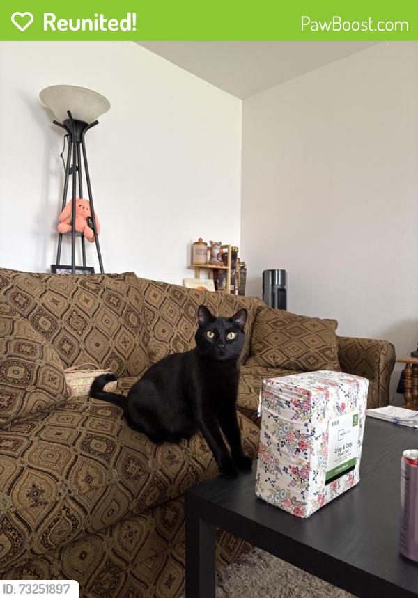 Reunited Male Cat last seen Oakwood Club apmts, McDonald and broadway, McDonald and e valleyway, Spokane Valley, WA 99216