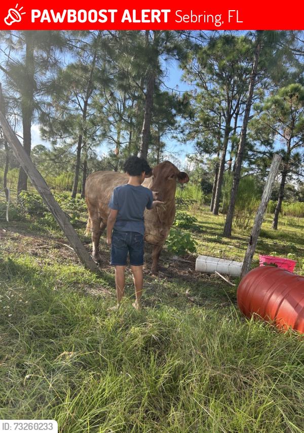 Lost Female Other last seen Oakwood and farm rd, Sebring, FL 33876