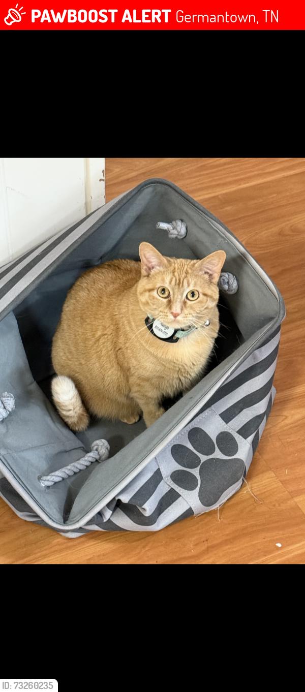 Lost Female Cat last seen Hickory Glen Dr. and Holly Springs, Germantown, TN 38138