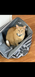 Lost Female Cat last seen Hickory Glen Dr. and Holly Springs, Germantown, TN 38138