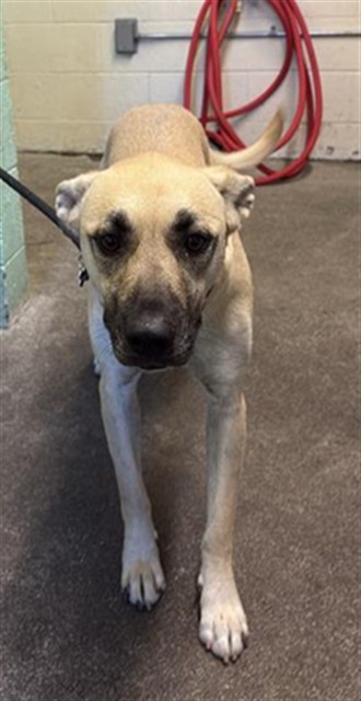 Shelter Stray Female Dog last seen SAMPSON BLVD & FRUITRIDGE RD, 2127 Front St, Sacramento, CA 95818, USA