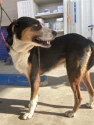 Shelter Stray Male Dog last seen Near BLOCK BEECH AVE, SHAFTER CA 93263, 3951 Fruitvale Ave, Bakersfield, CA 93308, USA
