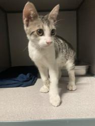 Shelter Stray Female Cat last seen Near WILDWOOD RD, WASCO CA 93280, 3951 Fruitvale Ave, Bakersfield, CA 93308, USA