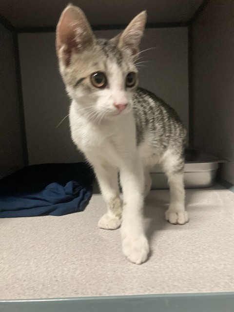 Shelter Stray Female Cat last seen Near WILDWOOD RD, WASCO CA 93280, 3951 Fruitvale Ave, Bakersfield, CA 93308, USA