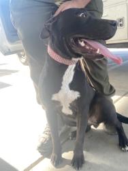 Shelter Stray Female Dog last seen Near WILDWOOD RD, WASCO CA 93280, 3951 Fruitvale Ave, Bakersfield, CA 93308, USA