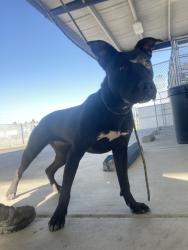 Shelter Stray Female Dog last seen Near WILDWOOD RD, WASCO CA 93280, 3951 Fruitvale Ave, Bakersfield, CA 93308, USA