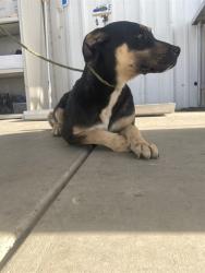 Shelter Stray Male Dog last seen Near WILDWOOD RD, WASCO CA 93280, 3951 Fruitvale Ave, Bakersfield, CA 93308, USA