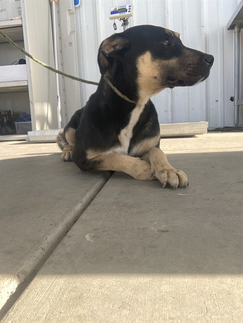 Shelter Stray Male Dog last seen Near WILDWOOD RD, WASCO CA 93280, 3951 Fruitvale Ave, Bakersfield, CA 93308, USA
