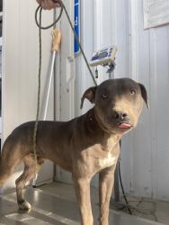 Shelter Stray Male Dog last seen Near WILDWOOD RD, WASCO CA 93280, 3951 Fruitvale Ave, Bakersfield, CA 93308, USA